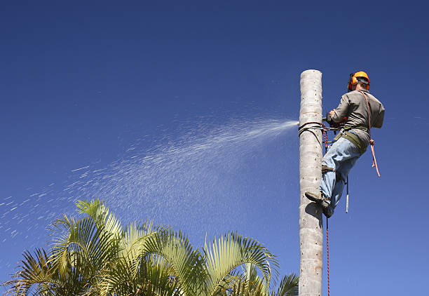 How Our Tree Care Process Works  in  Pasadena Hills, MO