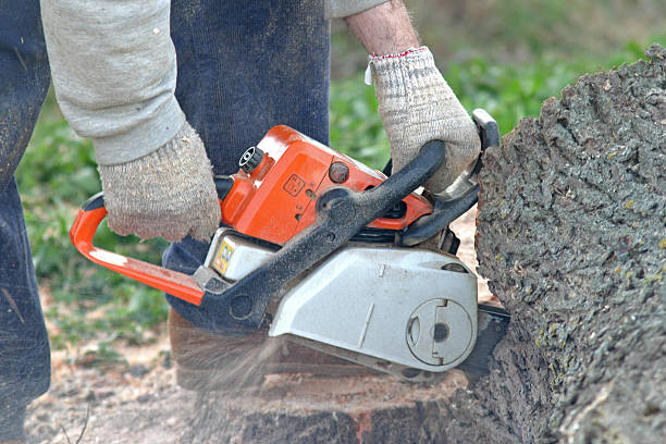 Pasadena Hills, MO Tree Services Company